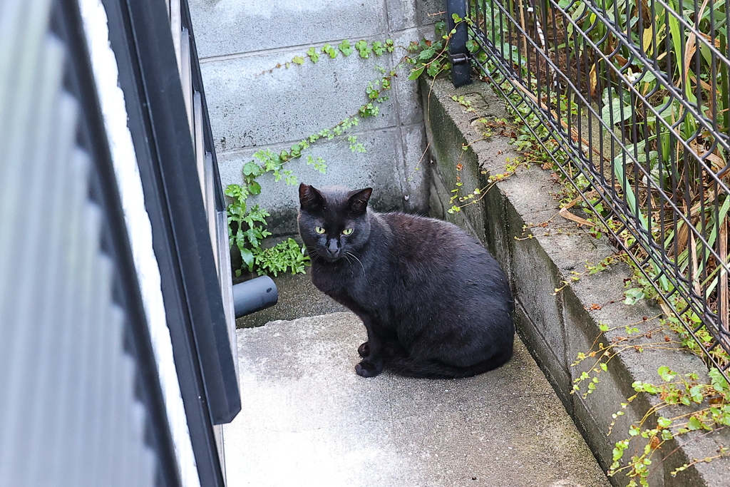 雨上がりは、いつも遅刻