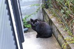 雨上がりは、いつも遅刻