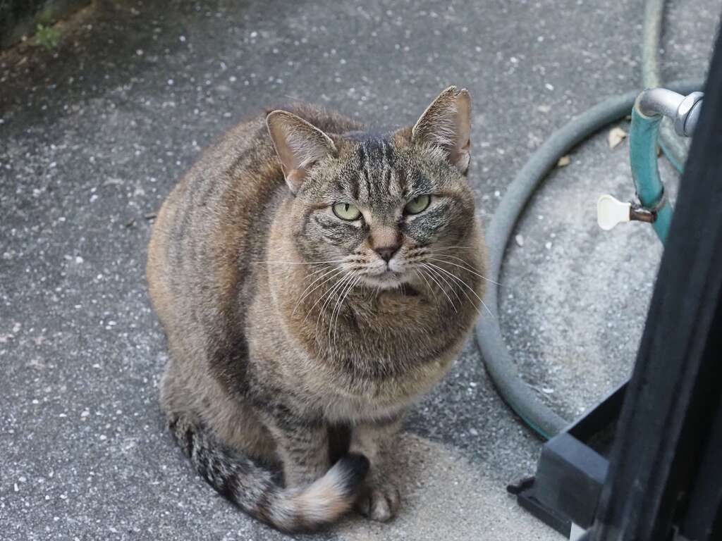 「どら美」の新年♪
