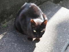 「小クロネコ」なのか？