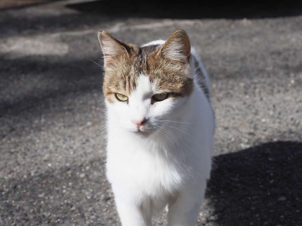「近づいて来た」♪