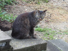 「階段のサバ黒」♪