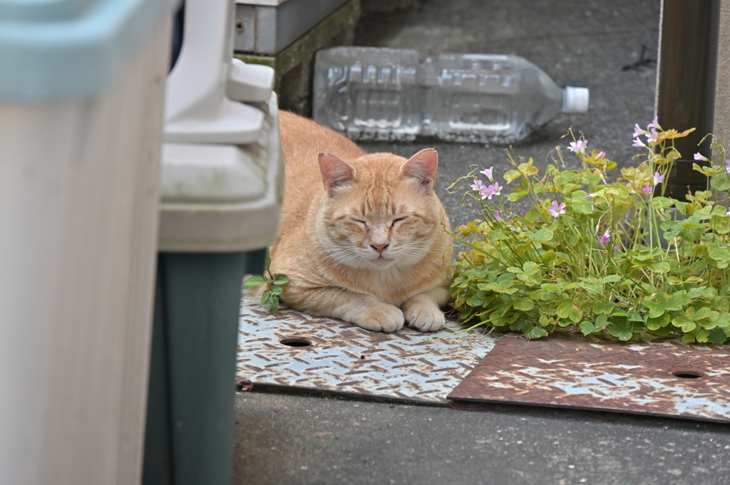 けたたましい鳴き声で