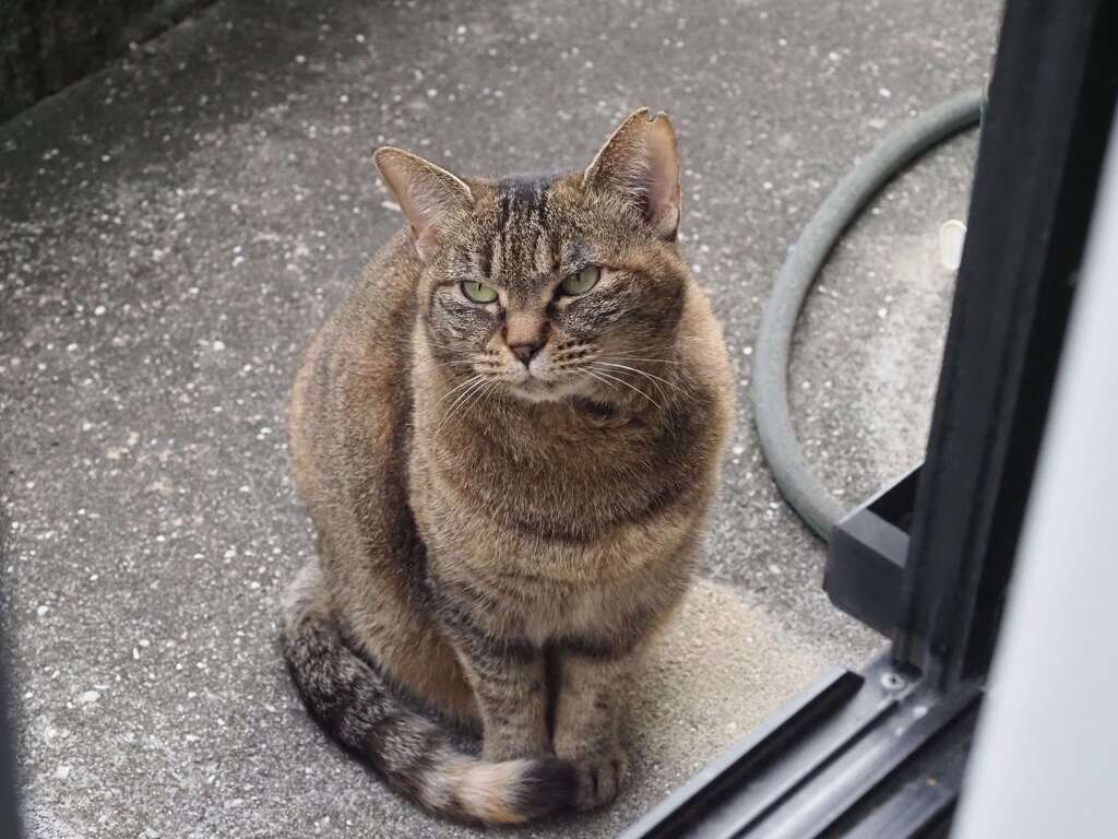 「どら美です」♪