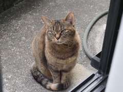 「どら美です」♪