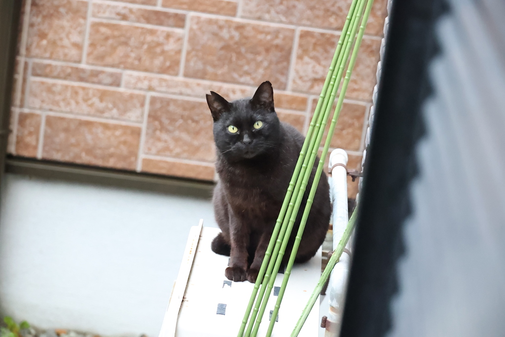 飛び乗る♪
