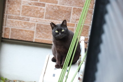 飛び乗る♪