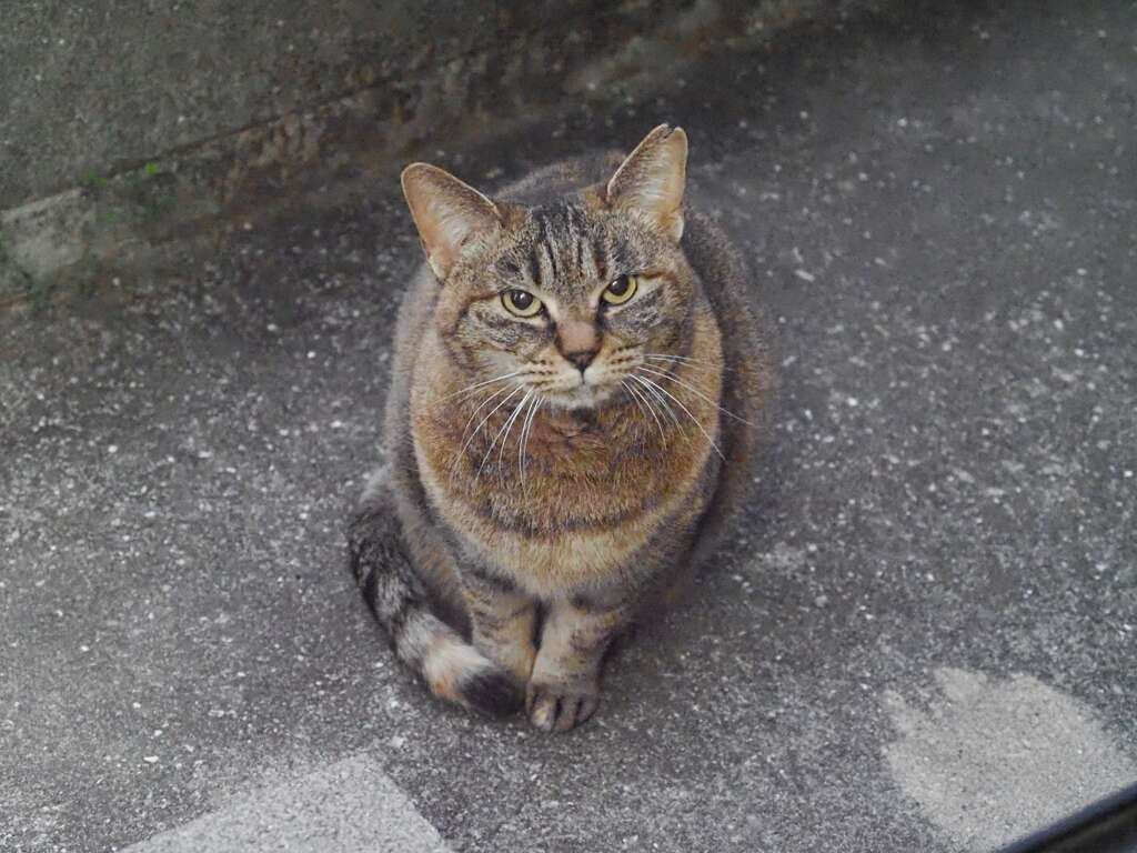 「ニャ～ン」（－1℃）♪