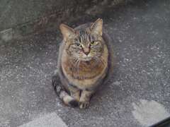 「ニャ～ン」（－1℃）♪