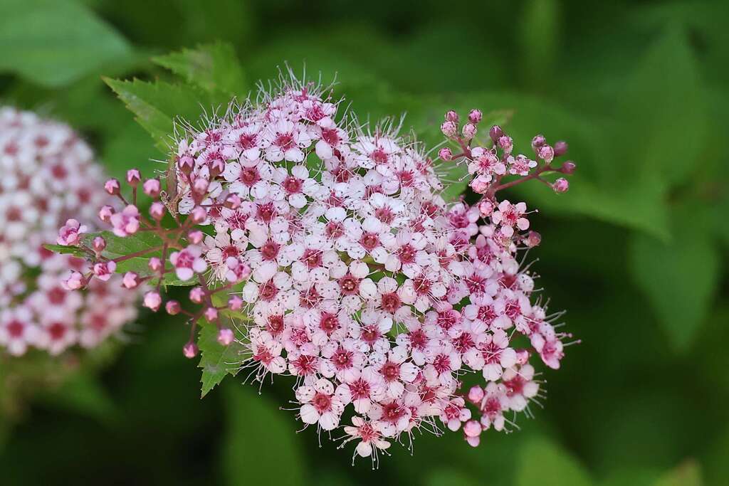 シモツケソウ♪