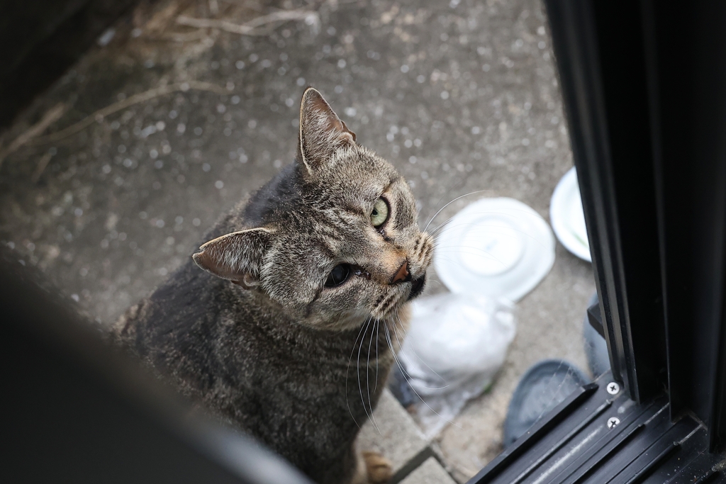 珍客到来（大サバトラ）♪