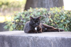 ブラックキャット♪