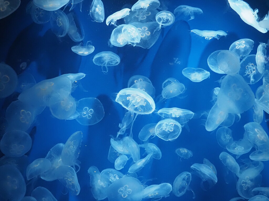 「浮遊」♪