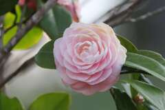 ピンクの花色♪