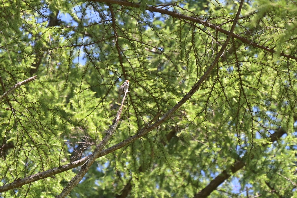 天辺で、鳴く♪