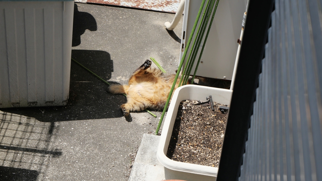 裏返し