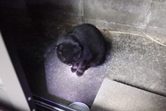 暗闇に餌を待つ♪