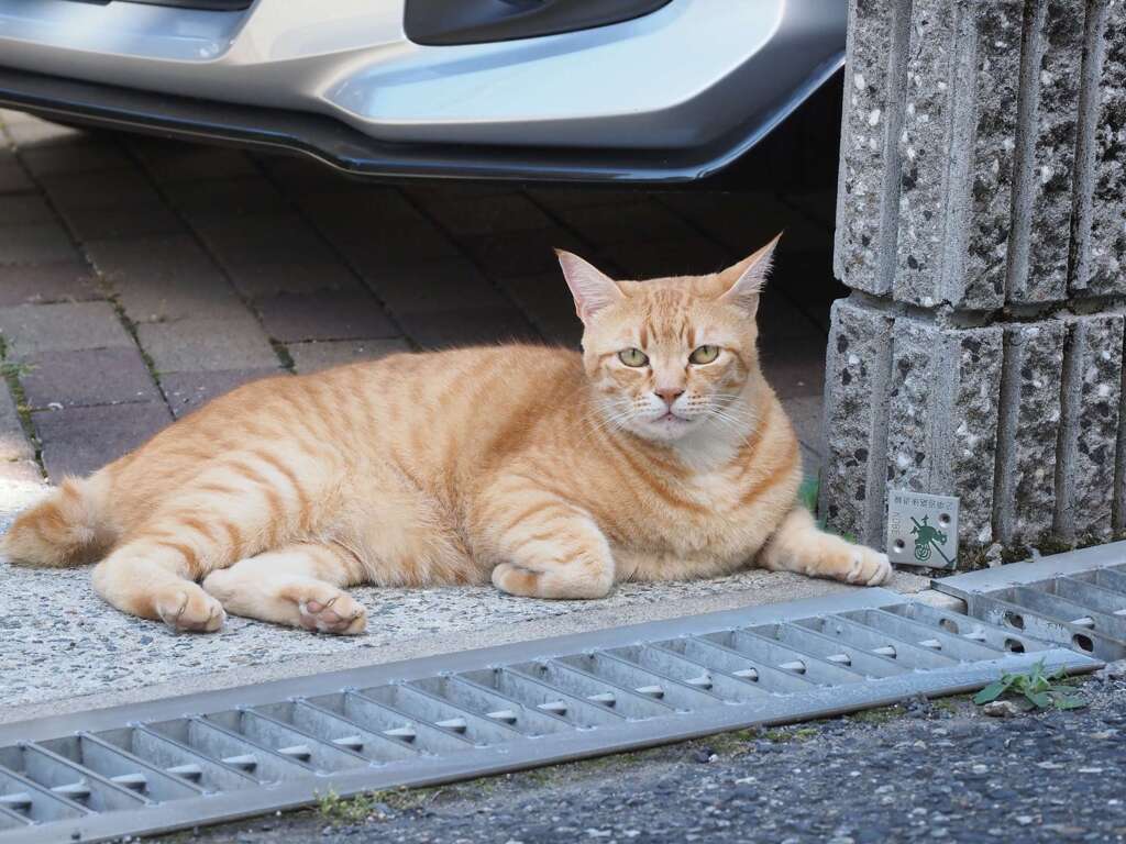 真夏のねこ散歩（2）♪
