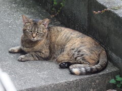 「グレーの肉球」♪