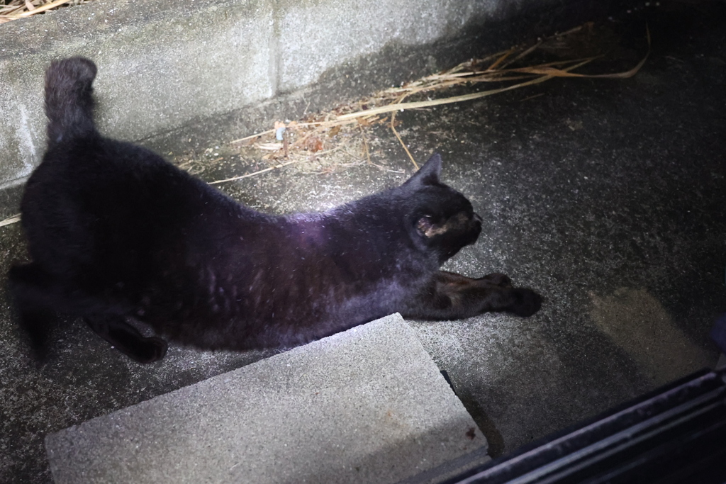 朝は、いつもこれ（ストレッチ編）♪