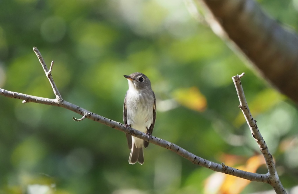 クリクリお目々♪