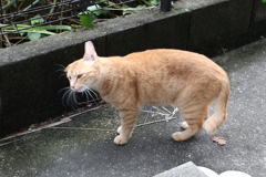 頭ブルブル♪