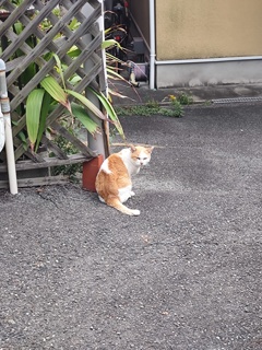 「茶シロ」♪ 「茶シロ」♪