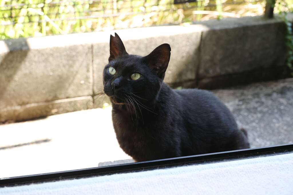 暑いニャ～♪
