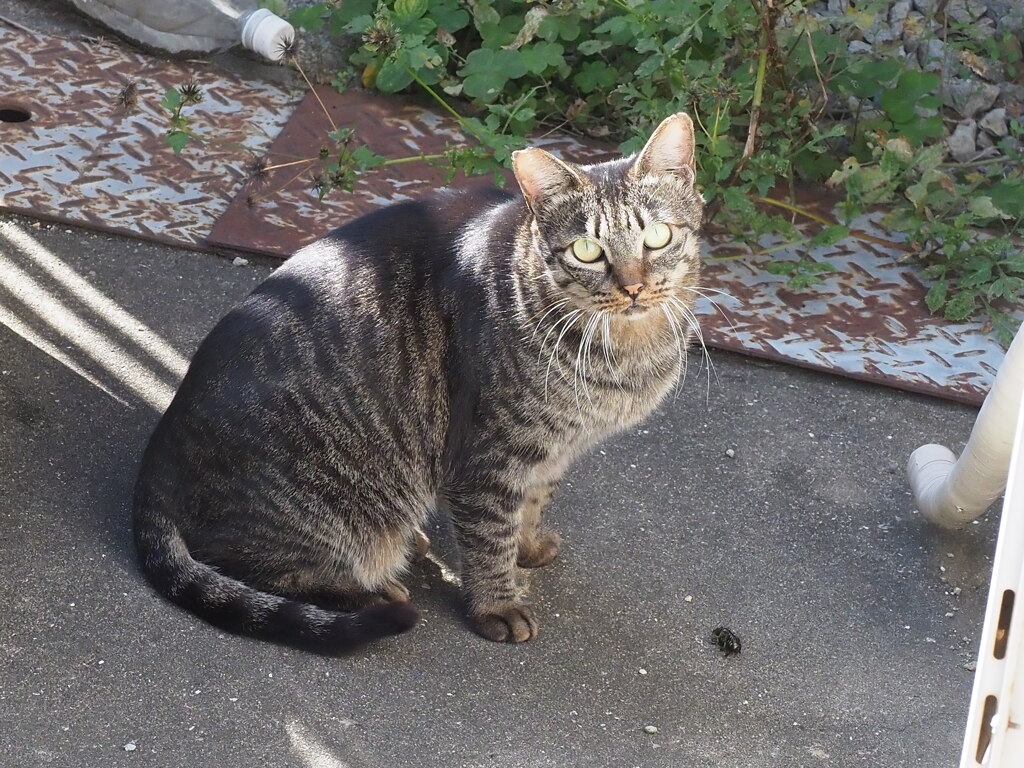 「偽どら美」♪