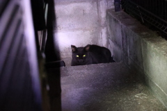 来た来た（5匹目）♪