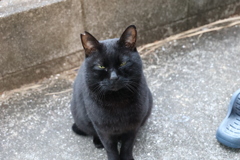 クロネコで行こ～♪