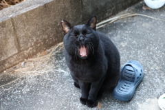 爆笑（小クロネコ）♪