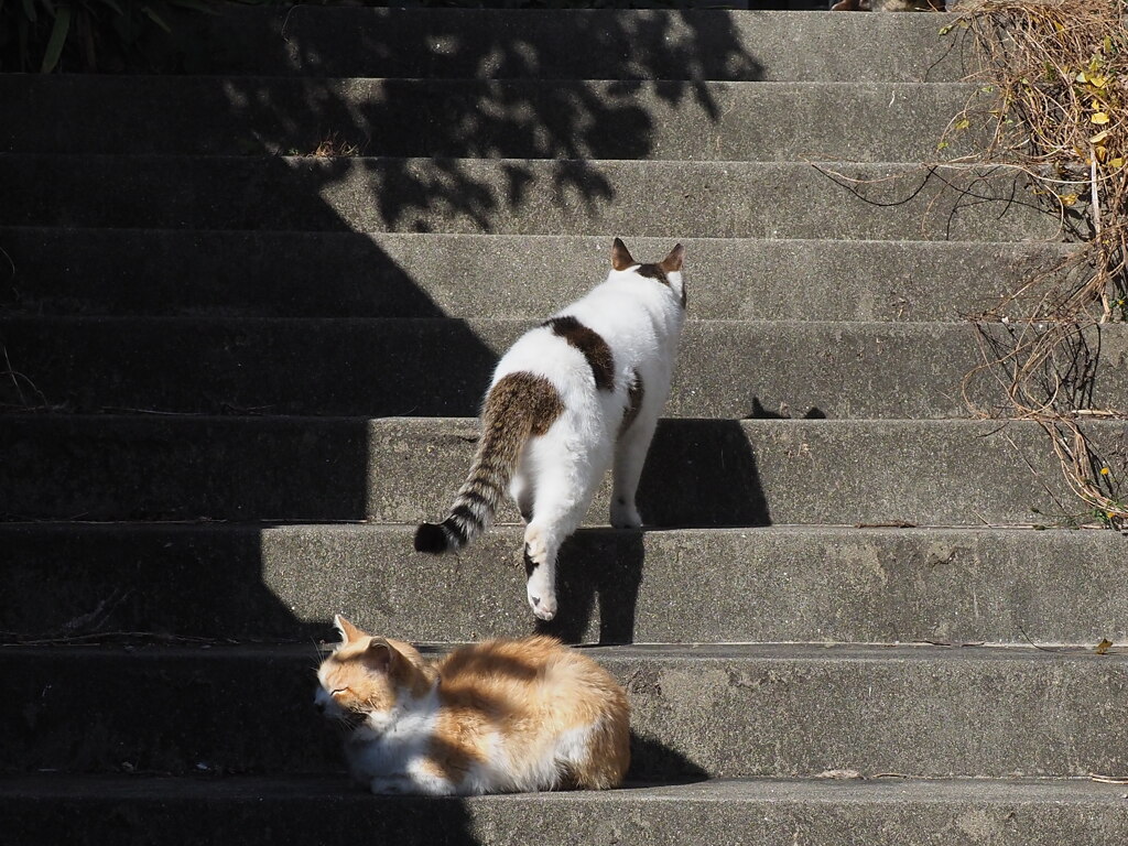「1／4のネコ尽くし」（その2）♪