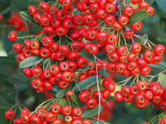 「海岸で」♪ 「海岸で」♪