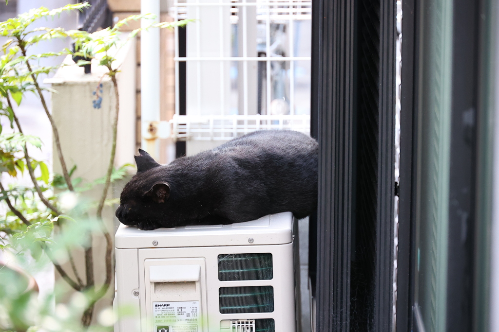 食後の居場所♪