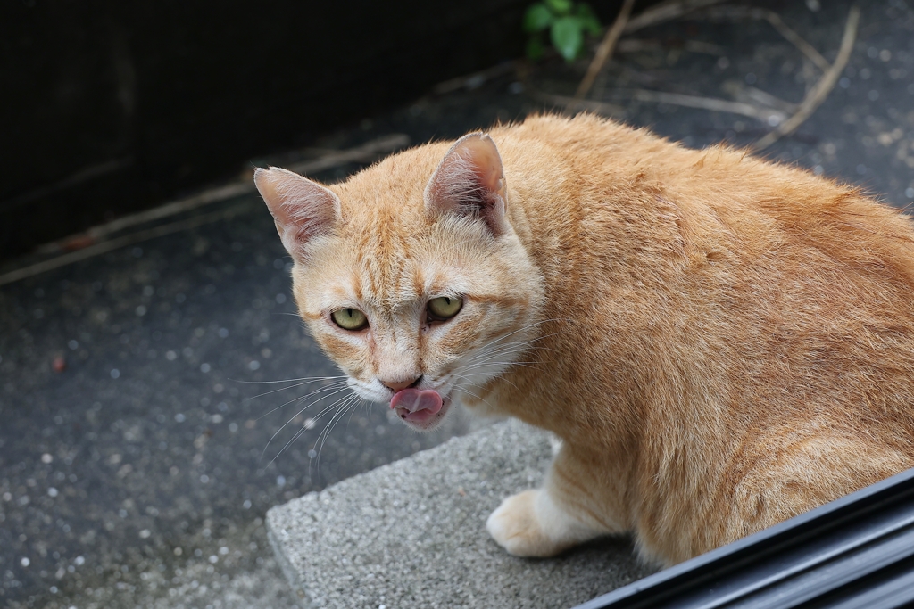 大茶トラ♪