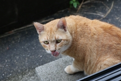 大茶トラ♪
