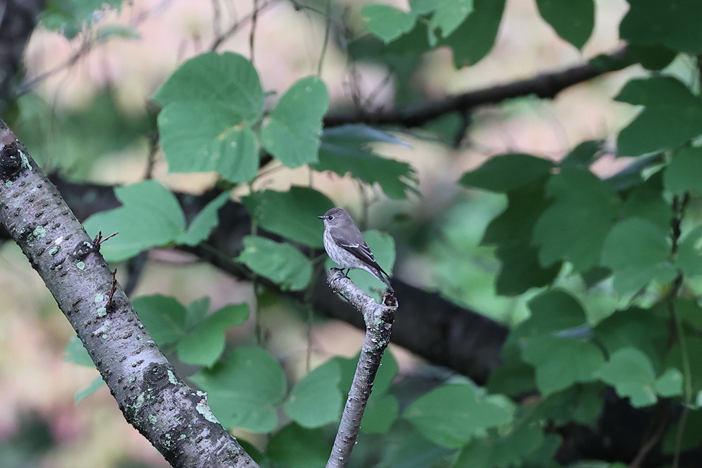 「秋鳥」飛来（続編）♪