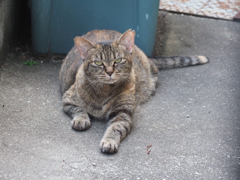 「ねこも、つらいよ」♪