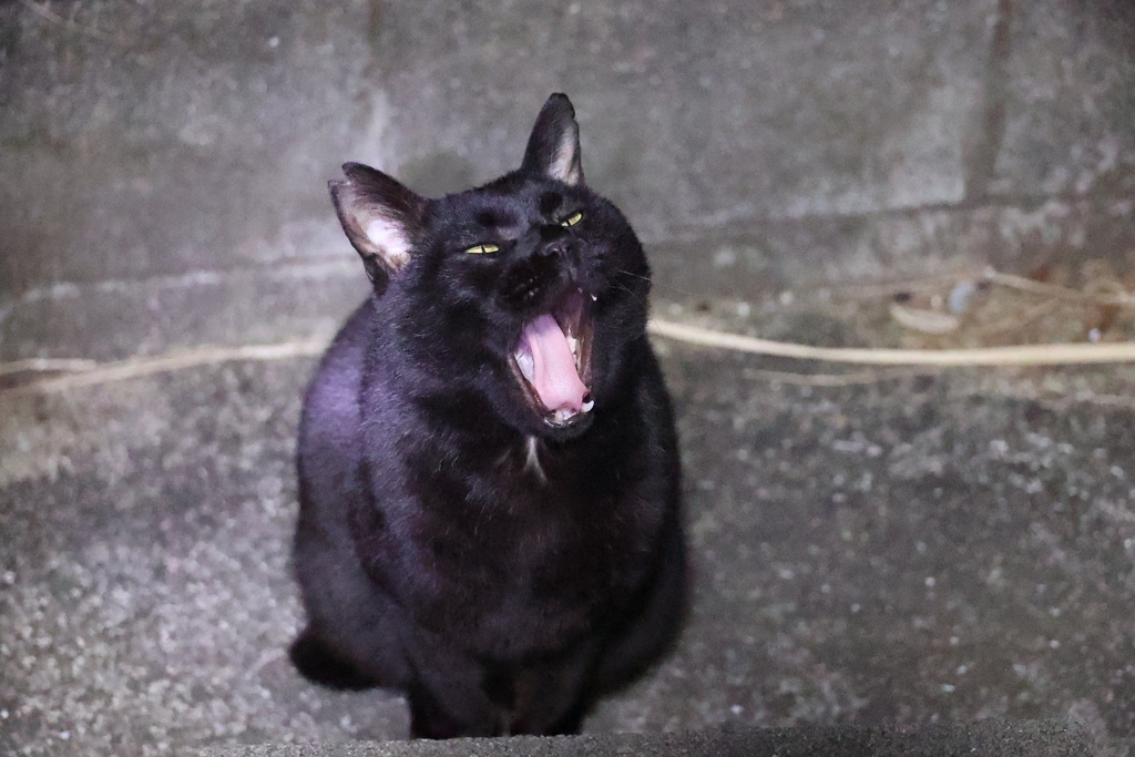 「朝は眠い」の巻♪