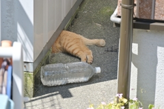 やれやれ（決めポーズ）