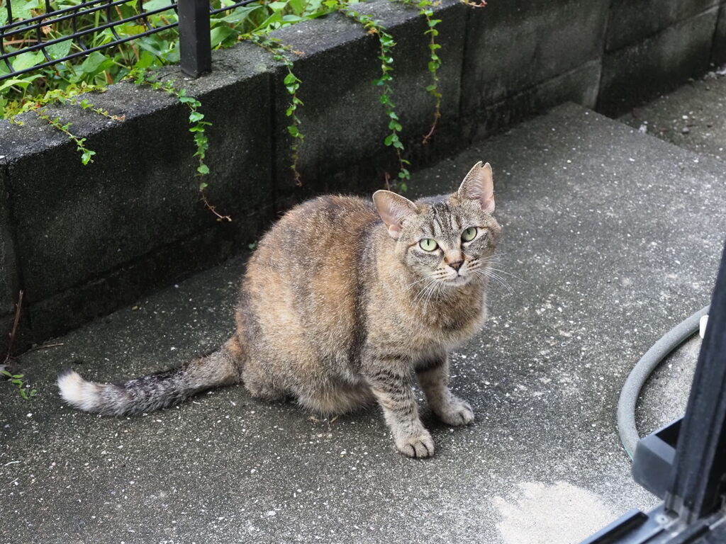 「夜半の雨」♪
