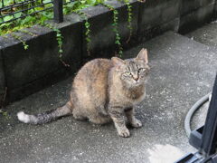 「夜半の雨」♪