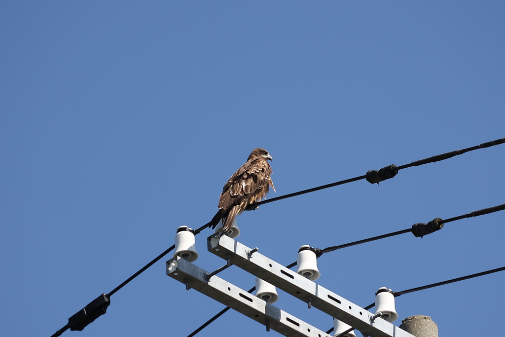電線鳥（続編）♪