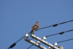 電線鳥（続編）♪