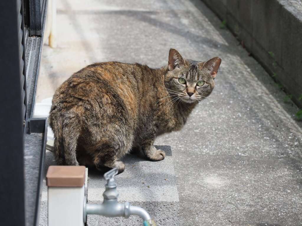 「びっくり顔」（逃げ姿勢）♪