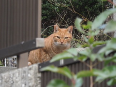 「角張った顔」♪