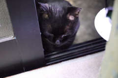 4時半のBlack Cat ♪