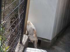 「迷い猫」（続編）