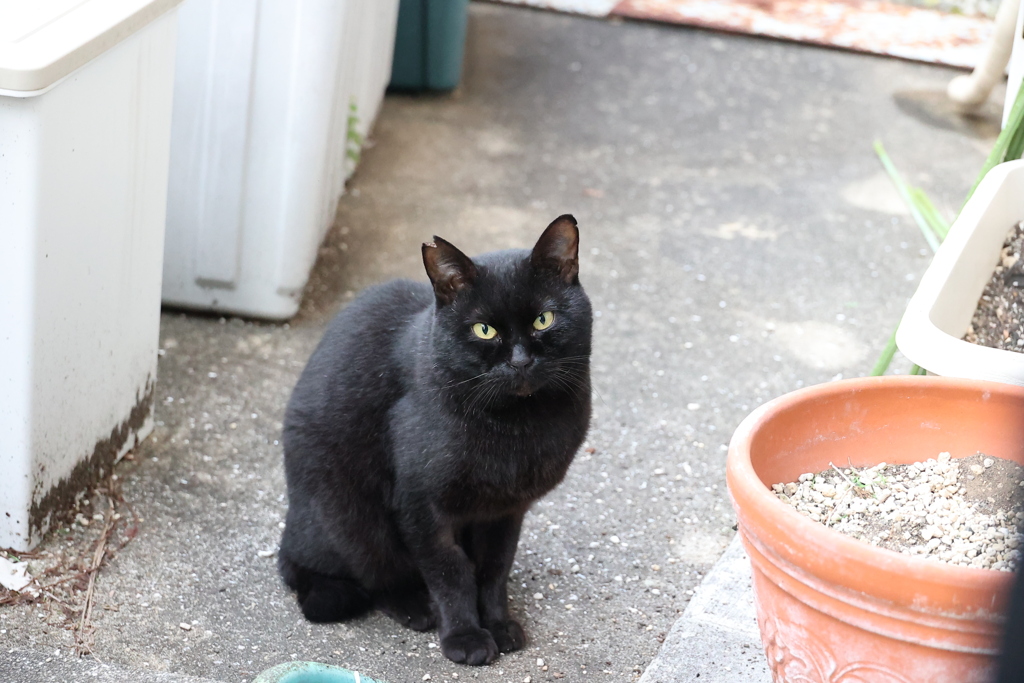 懲りないネコ♪